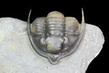 Diademaproetus Trilobite - Multi-Colored Shell #92925-2